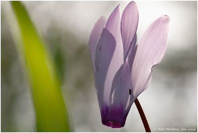 Wild Flowers of Israel