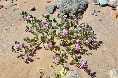Death Valley Wildflowers 