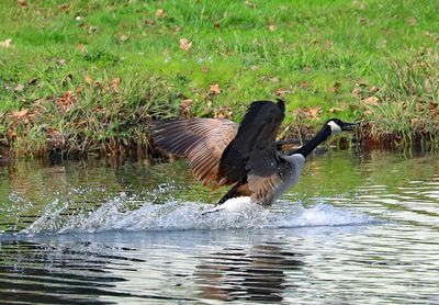 Goose landing on puddle