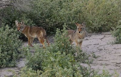 2 coyotes