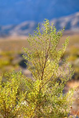 Shoshone greasewood