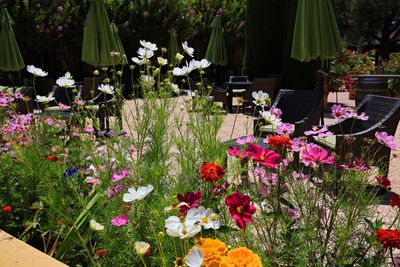 Landmark patio flowers 1