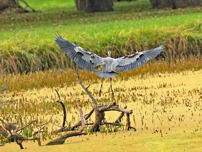 Visit to the Backyard