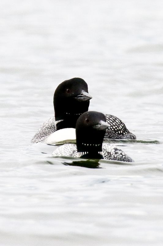 Crimson Lake Loons-2.jpg