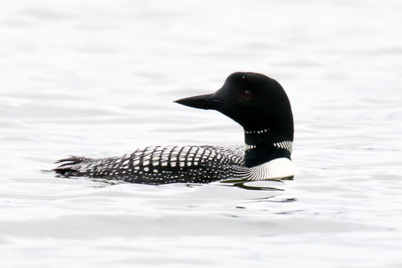 Crimson Lake Loons-3.jpg