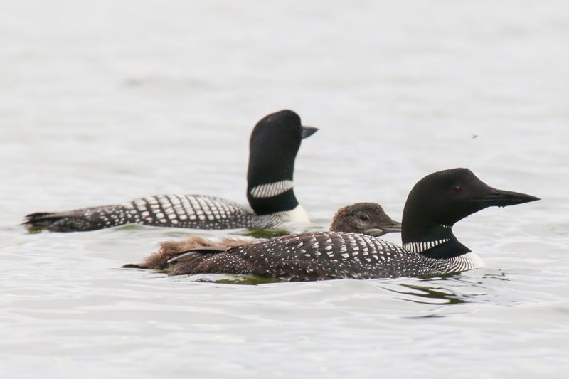 Crimson Lake Loons-6.jpg