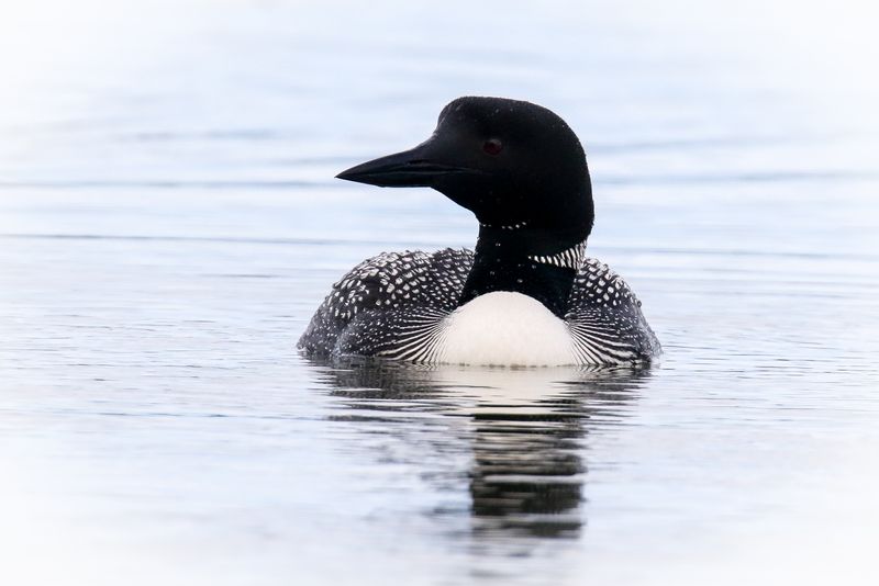 common_loon_folder