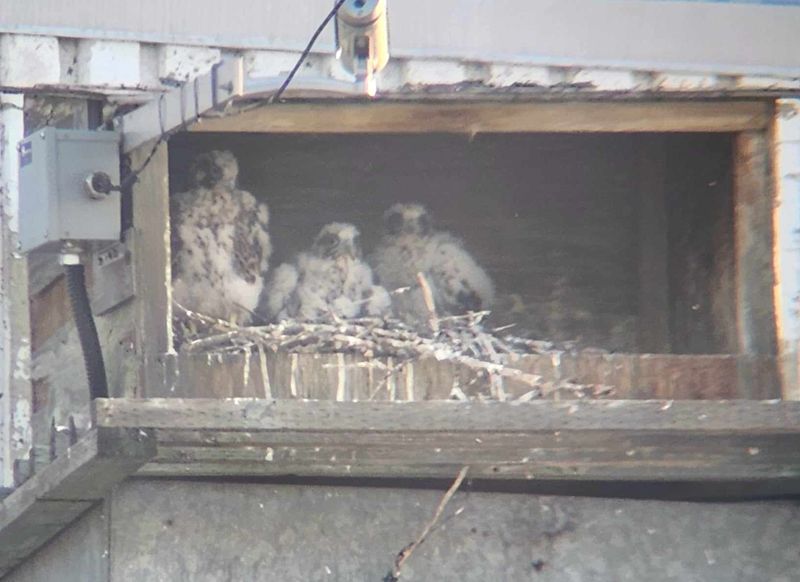 Peregrine Mis 3 chicks 2024 (through spotting scope)