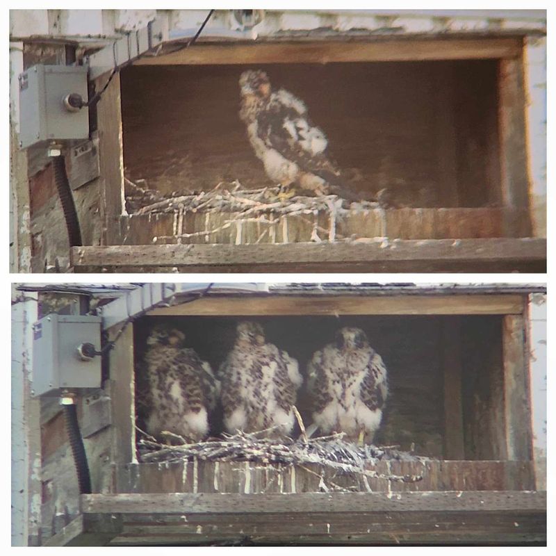 Peregrine Mis 2 chicks removed 2024 (through spotting scope)