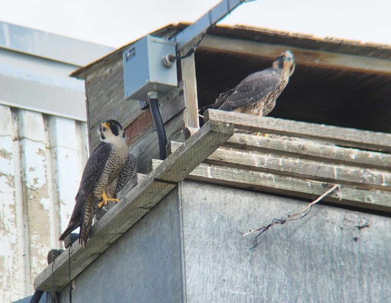 Peregrine Mis mom P31 box 2024.jpg