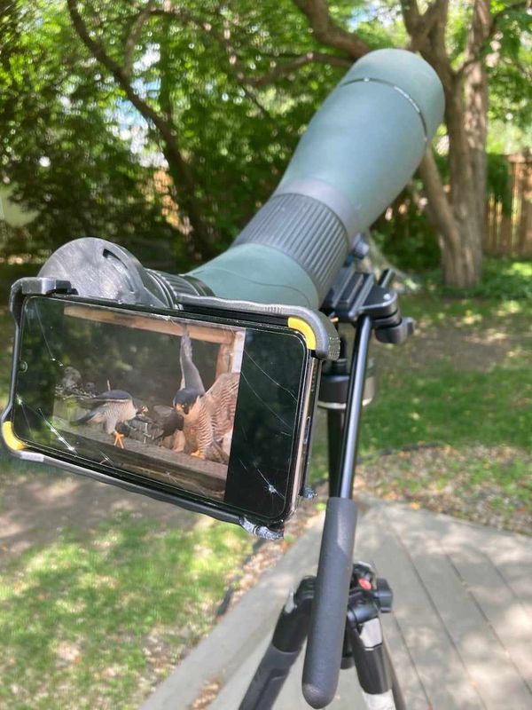 My spotting scope with phone attached