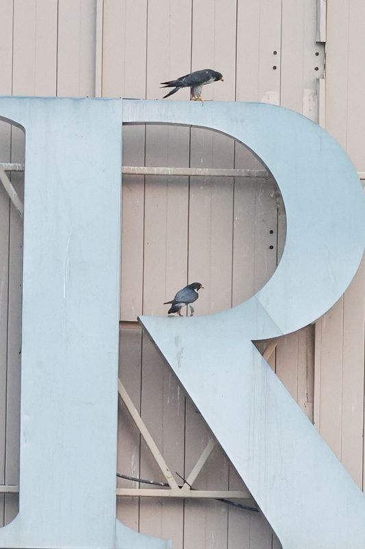 Rescue: Peregrines Mis adults looking at P31 on lift