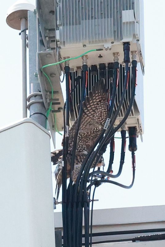 Fledge day: Peregrines Mis P31 parents-3.jpg
