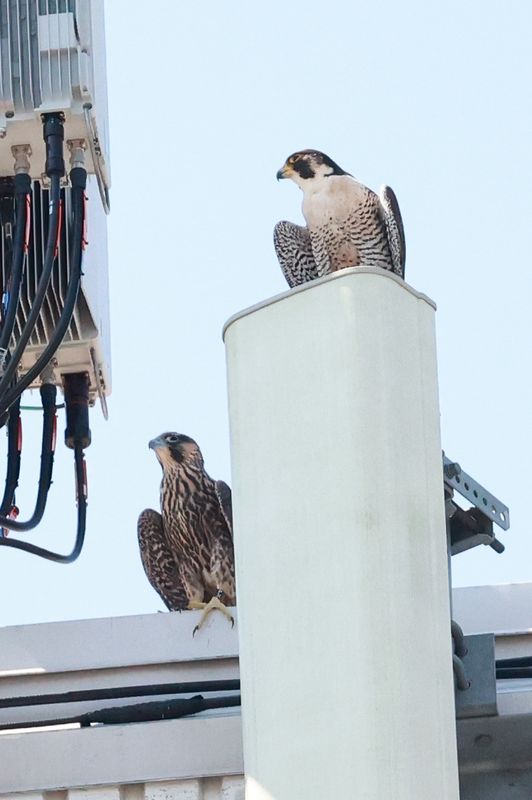 Fledge day: Peregrines Mis P31 and adult female
