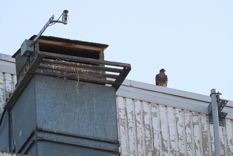Fledge Day: Peregrines Mis P31 from box to roof
