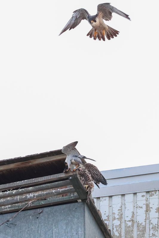 Peregrines Mis adult female in air, adult male and fledgling on rungs