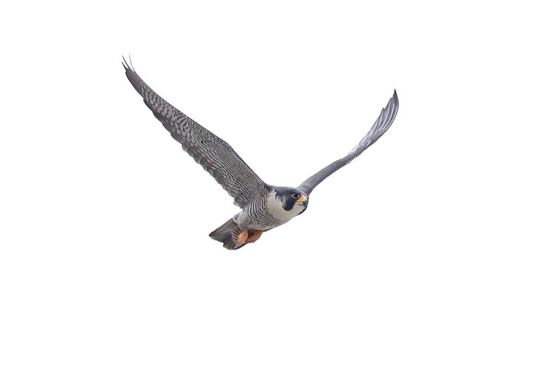 Peregrines Mis adult female unbanded