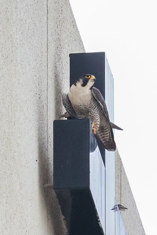 Peregrines Mis adult female unbanded