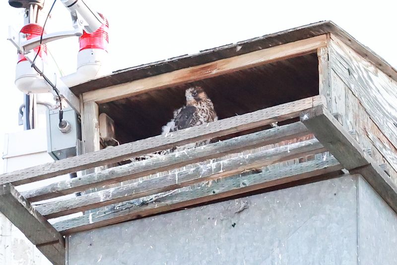 Peregrines Mis P31 in box