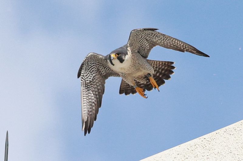 Peregrines Mis adult male E36 (Blue rescued at UofA 2020)