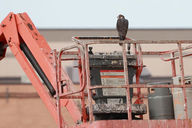 Rescue: Peregrines Mis P31 on lift