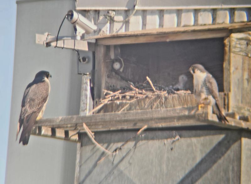 Peregrine Mis young chicks