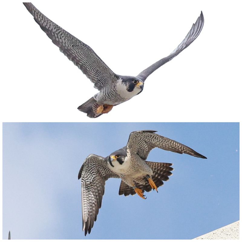 Peregrine Mis Adults 2024.jpg