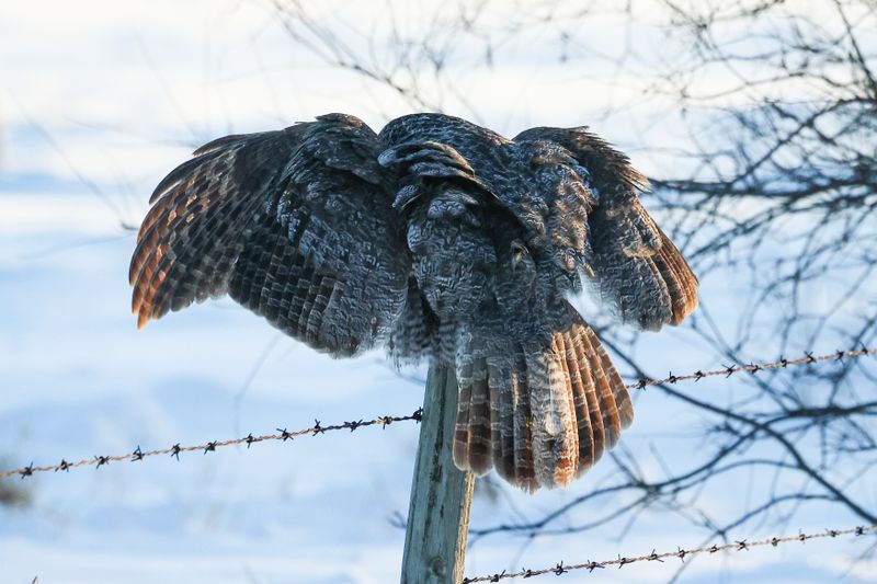 Great Gray Owl OCBC 01.02.25