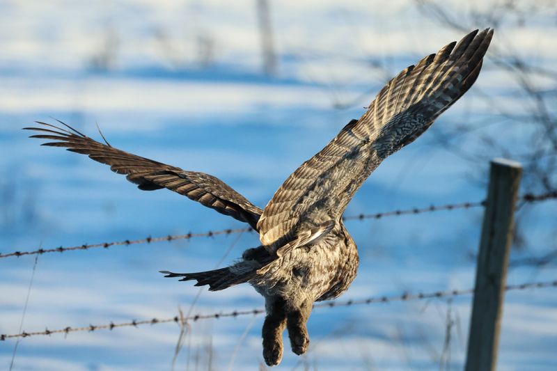 Great Gray Owl OCBC 01.02.25