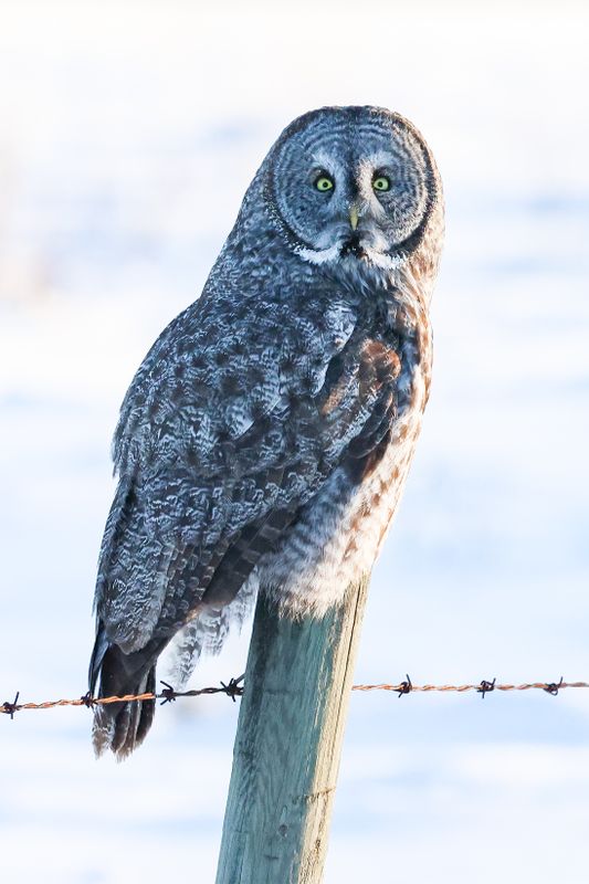Great Gray Owl OCBC 01.02.25