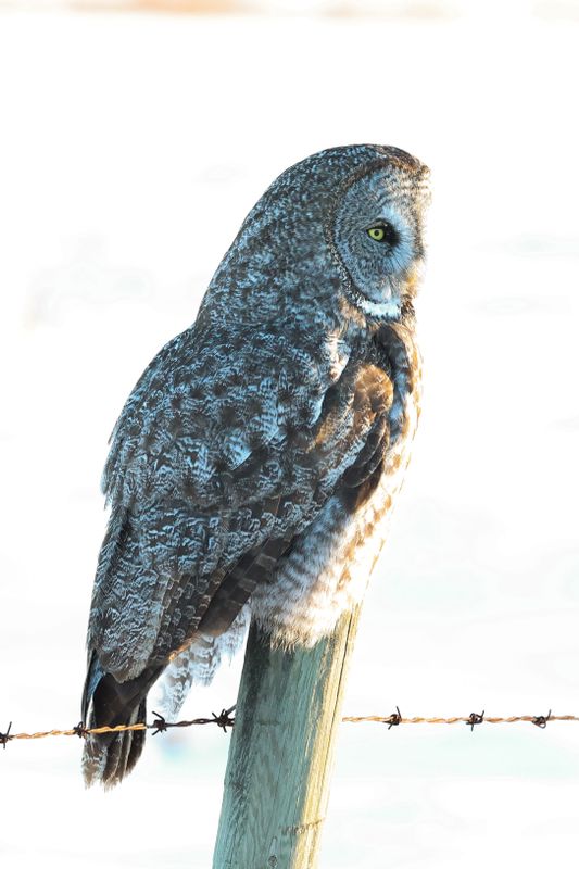 Great Gray Owl OCBC 01.02.25
