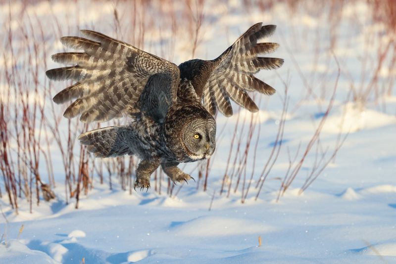 Great Gray Owl OCBC 01.02.25