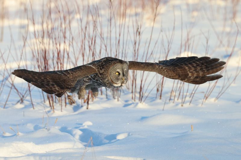 Great Gray Owl OCBC 01.02.25