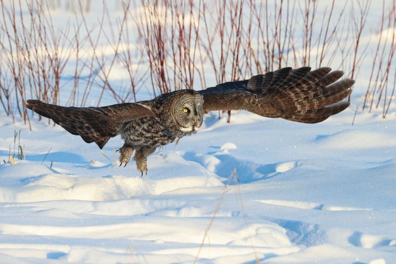 Great Gray Owl OCBC 01.02.25