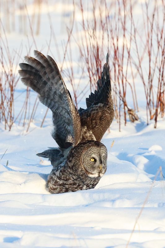 Great Gray Owl OCBC 01.02.25