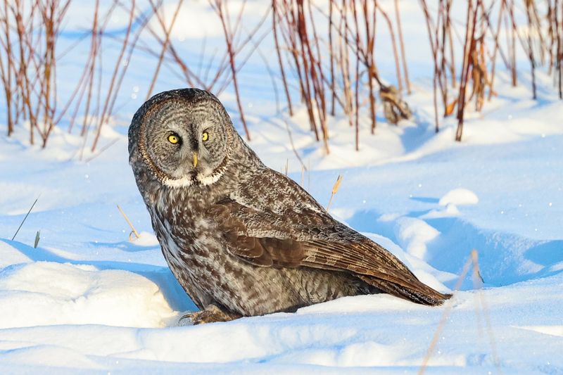 Great Gray Owl OCBC 01.02.25
