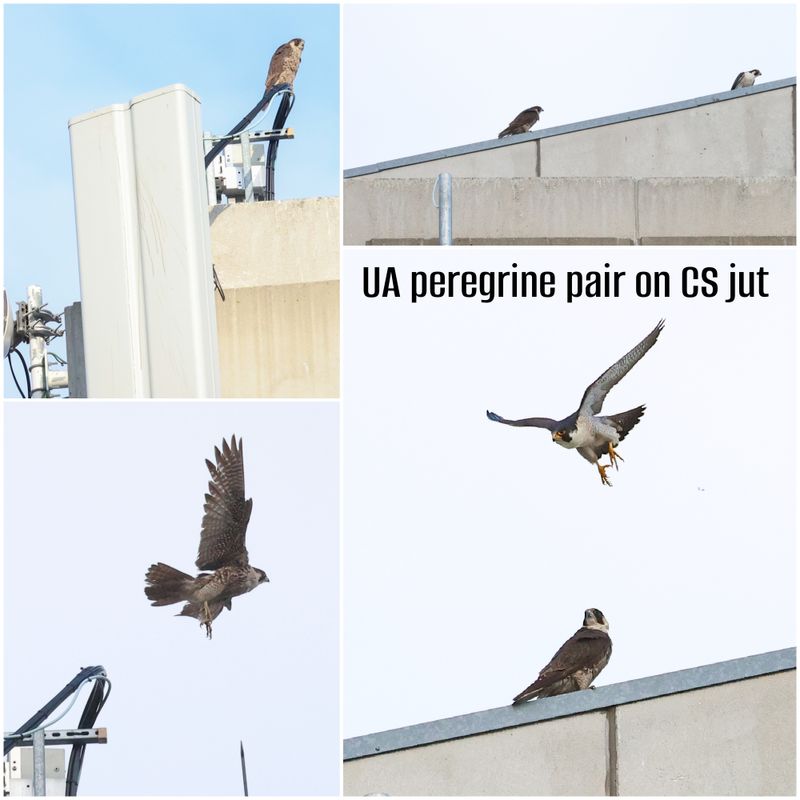 folder_2025_ua_peregrine
