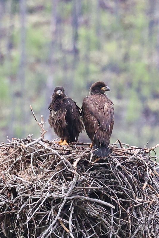 Jasper Eaglets 25.06.25-2.jpg