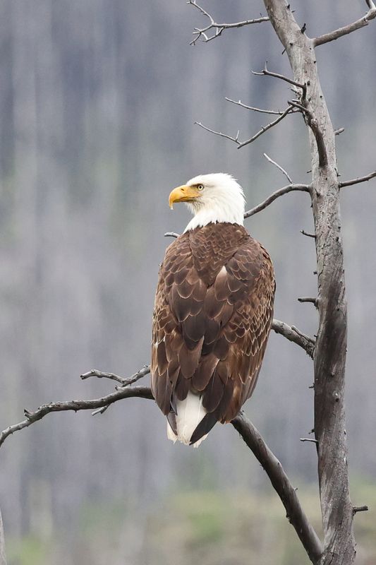 Jasper Bald Eagle 25.06.25