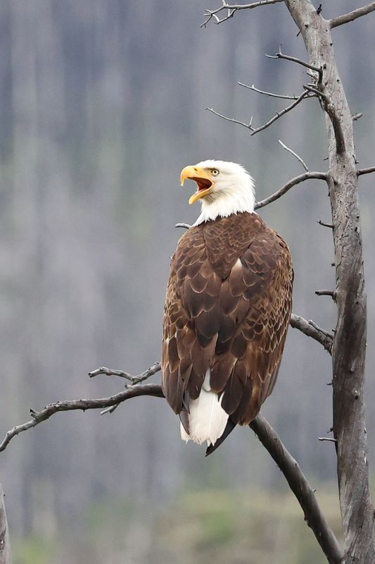Jasper Bald Eagle 25.06.25