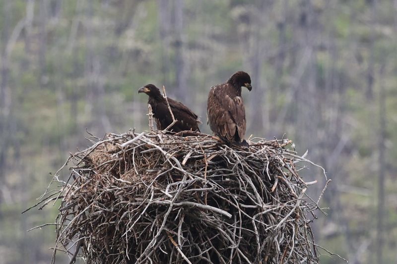 Jasper Bald Eagle and Eaglets 25.06.22