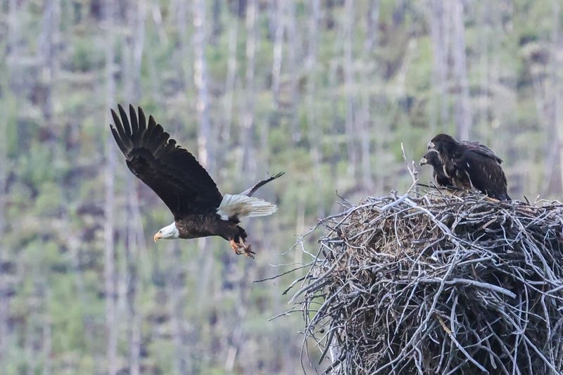 Jasper Bald Eagle and Eaglets 25.06.24