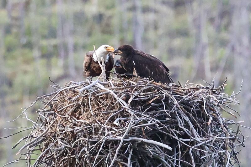 Jasper Bald Eagle and Eaglets 25.06.24