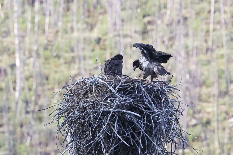 Jasper Bald Eaglets 25.06.24