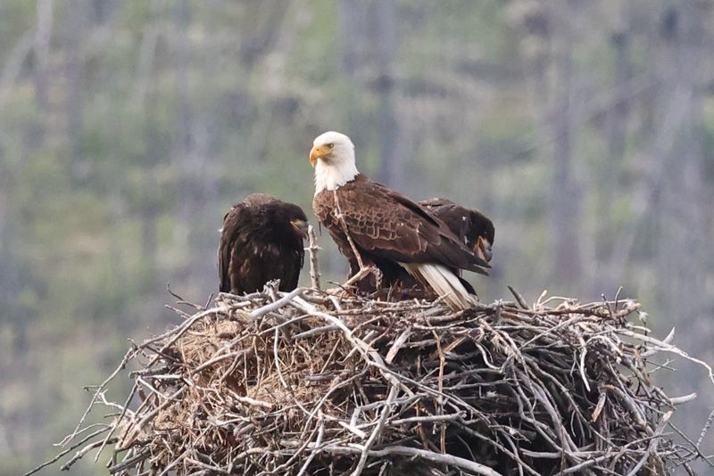 Jasper Bald Eagle and Eaglets 25.06.22