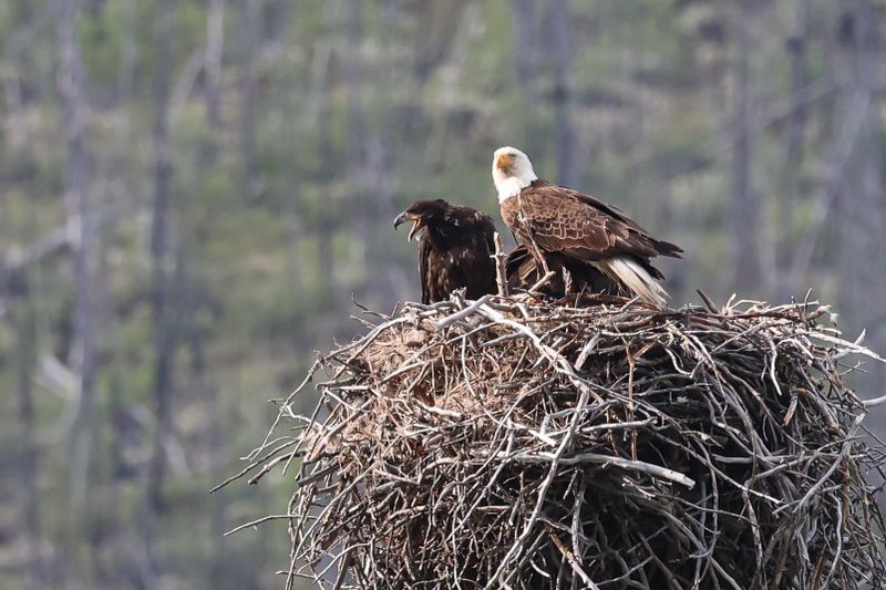 Jasper Bald Eagle and Eaglets 25.06.22