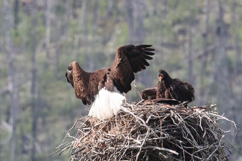 Jasper Bald Eagle and Eaglets 25.06.22