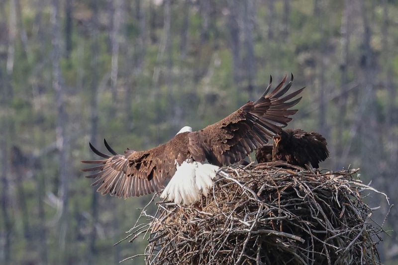 Jasper Bald Eagle and Eaglets 25.06.22