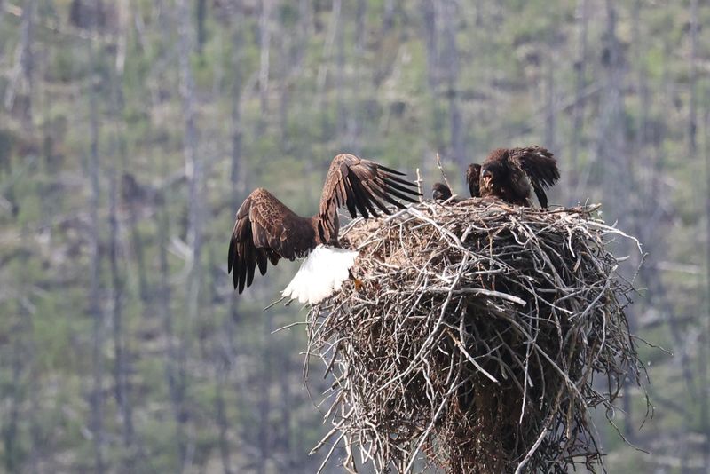Jasper Bald Eagle and Eaglets 25.06.22
