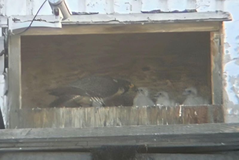 Peregrine Mis 3 chicks 25.06.22 (scope + phone)